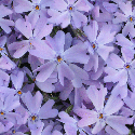flowers background tile