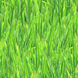 Green grass texture background tile 5017
